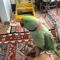 شاه طوطی|پرنده|ساوه, |دیوار