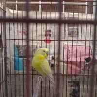 مرغ عشق|پرنده|نسیم‌شهر, |دیوار