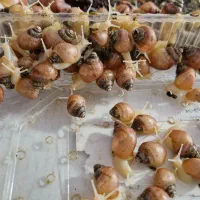 خاویار حلزون و حلزون (آچاتینا) کلاژنساز وطبی|آرایشی، بهداشتی، درمانی|اردبیل, |دیوار