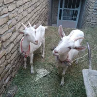 بزغاله ماده