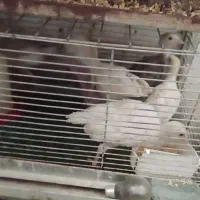 جوجه بوقلمون