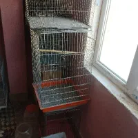 قفس پرنده بهترین موقعیت برا راه اندازی سالن معاوضه