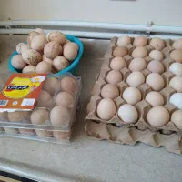 تخم مرغ محلی