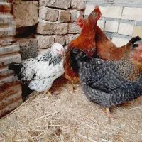 مرغ محلی تخمی|حیوانات مزرعه|فریمان, |دیوار