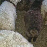 فروش بره و کهره