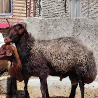 بره قوچ همو جوان