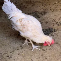 خروس