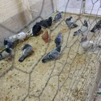 کبوتر جدید رسید همش ب ضمانت پرش|پرنده|اردکان, |دیوار