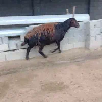 قوچ|حیوانات مزرعه|گنبد کاووس, |دیوار