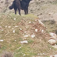 سگ لاس قدرجونی