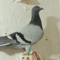 کبوتر آلمانی ماده ساده سیاه نر|پرنده|گنبد کاووس, |دیوار