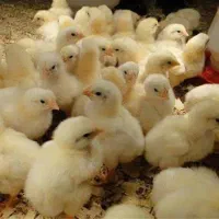 جوجه گوشتی نژاد راس