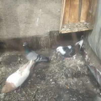 کفتر|پرنده|مشهد, کلاته برفی|دیوار