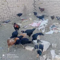 تخم مرغ لاری