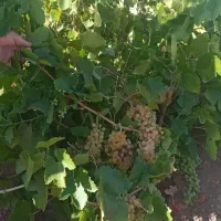 باغ سه هکتاری   نصف باغ انگور و نصف باغ میوه|فروش زمین و ملک کلنگی|باروق, |دیوار