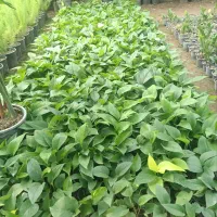 پتوس ابلق نشایی گلدان 10|گل و گیاه طبیعی|بابل, |دیوار