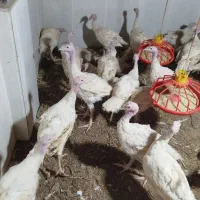 بوغلمون بیوتی