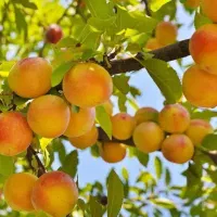 تولید نهال زردآلو جهانگیری