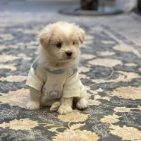 خط تلفن ثابت بسیار رند