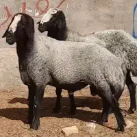 ذبح و قصابی گوسفند در محل