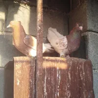 جفت کله سرخ وزرد باجفت پلاکی