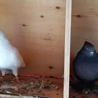 کفتر یک جفت با جوجه