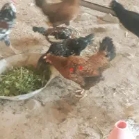 مرغ|حیوانات مزرعه|گچی, |دیوار