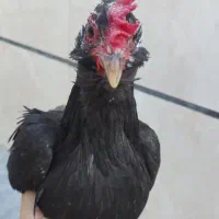 تخم مرغ نطفه دار  گلین پا پر