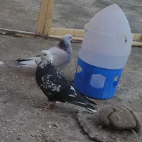 کله ماستی|پرنده|نالوس, |دیوار