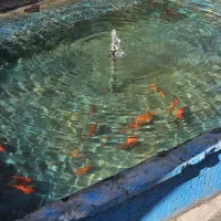 تحویل ماهی قرمز عید