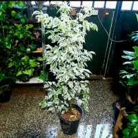 گل های آپارتمانی