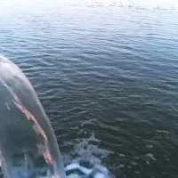 زمین کشاورزی.|فروش دفتر صنعتی، کشاورزی، تجاری|هریس, |دیوار