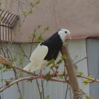 فروش طوقی، هفت رنگ و زاغ آبادانی