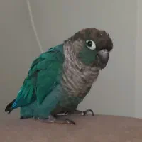 گرینچیک نر باهوش