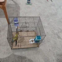 جوجه برزیلی