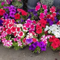 پک اطلسی کوچک