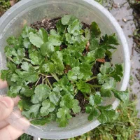 چوچاق|گل و گیاه طبیعی|رشت, دباغیان|دیوار