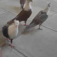 کلاغ کربلایی کاکلی