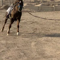 فروش اسب زیبا