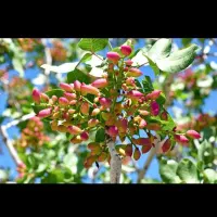 فروش-9ساعت-آب-چاه-موتور-کشاورزی-وزمین-زراعی