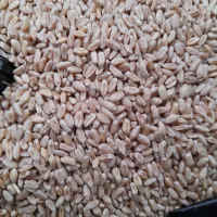 گندم پیشگام