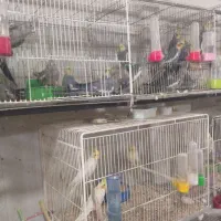 عروس طوسی۷۵۰ت  لوتینو۱۲۵۰ت  حراج واقعی   آیهان