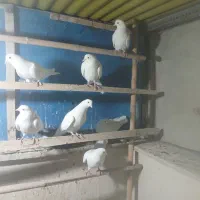 تعدادی کفتر