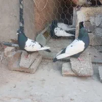 کبوتر سینه سیاه|پرنده|مرودشت, ژیان|دیوار