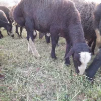 قوچ ،میش‌ بره بز بزغاله بره نر بره ماده|حیوانات مزرعه|ملایر, |دیوار