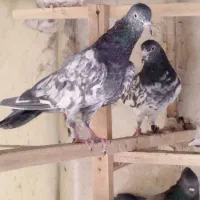 کفتر پرشی|پرنده|مشکین‌دشت, |دیوار