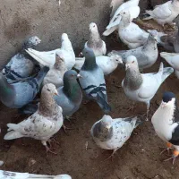 کفتر هفترنگ.|پرنده|دشتابی, |دیوار