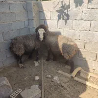 سه عدد  میش ابستن