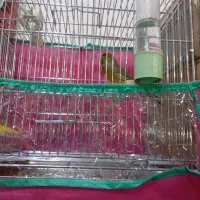 قناری نر مست|پرنده|قیدار, |دیوار