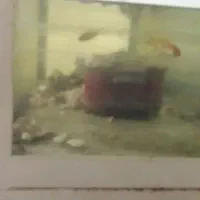 آکواریوم و ماهی